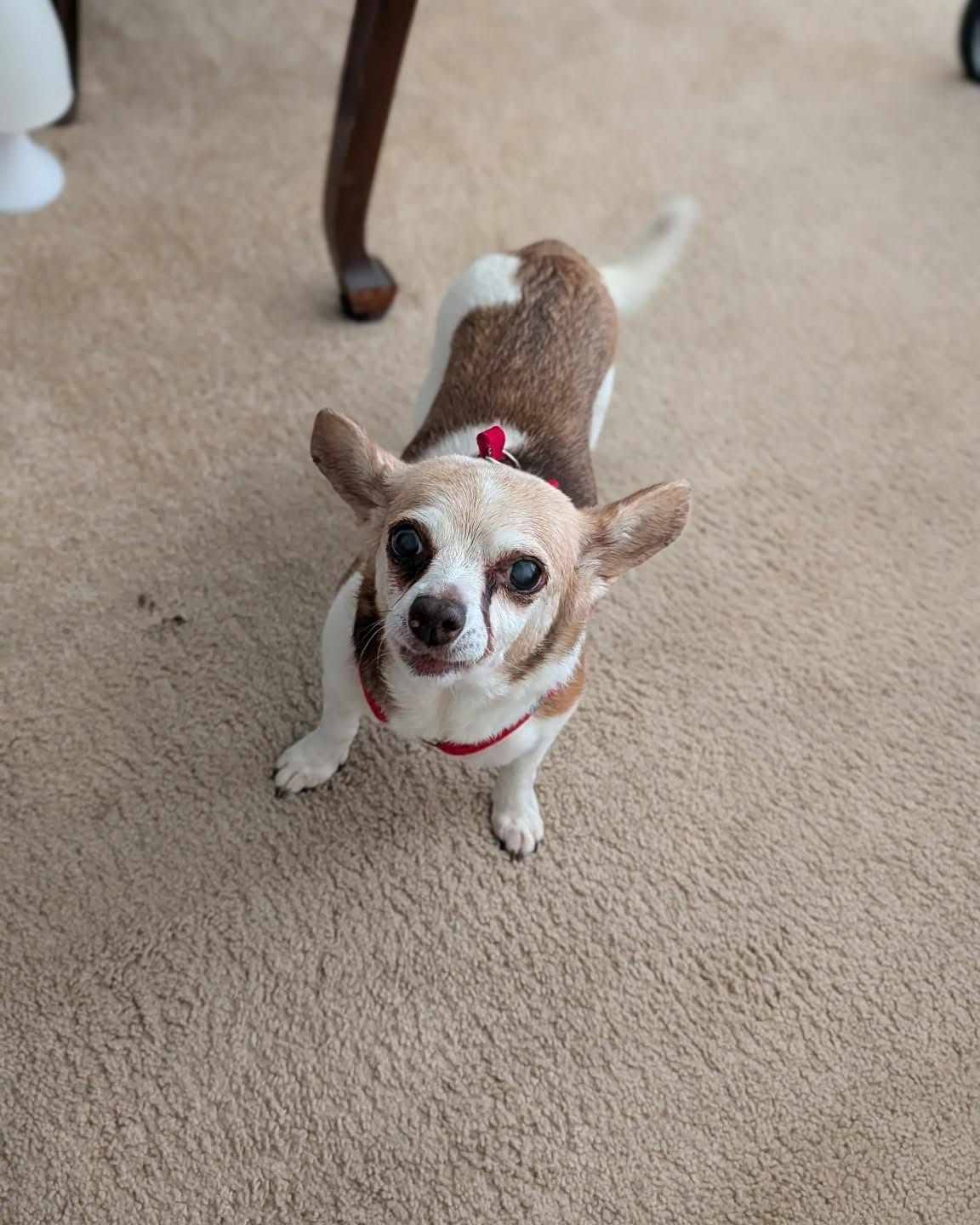 A small senior chihuahua mix looking up hopefully