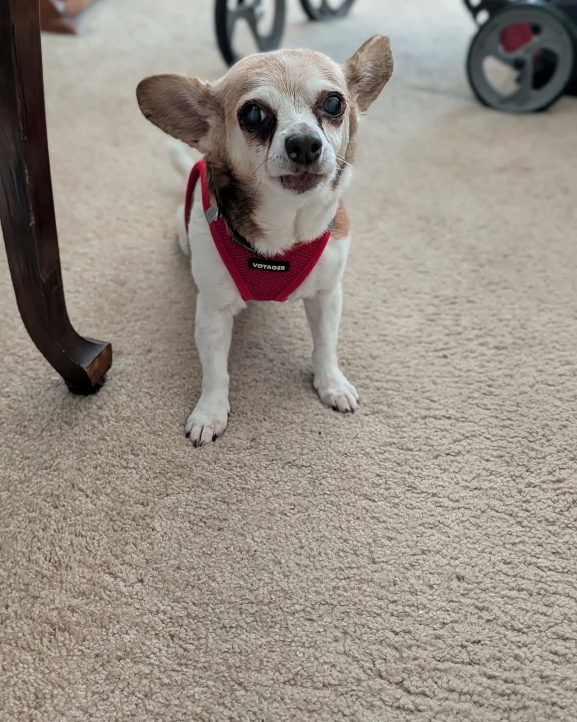A senior chihuahua with a cloudy eye wearing a red harness