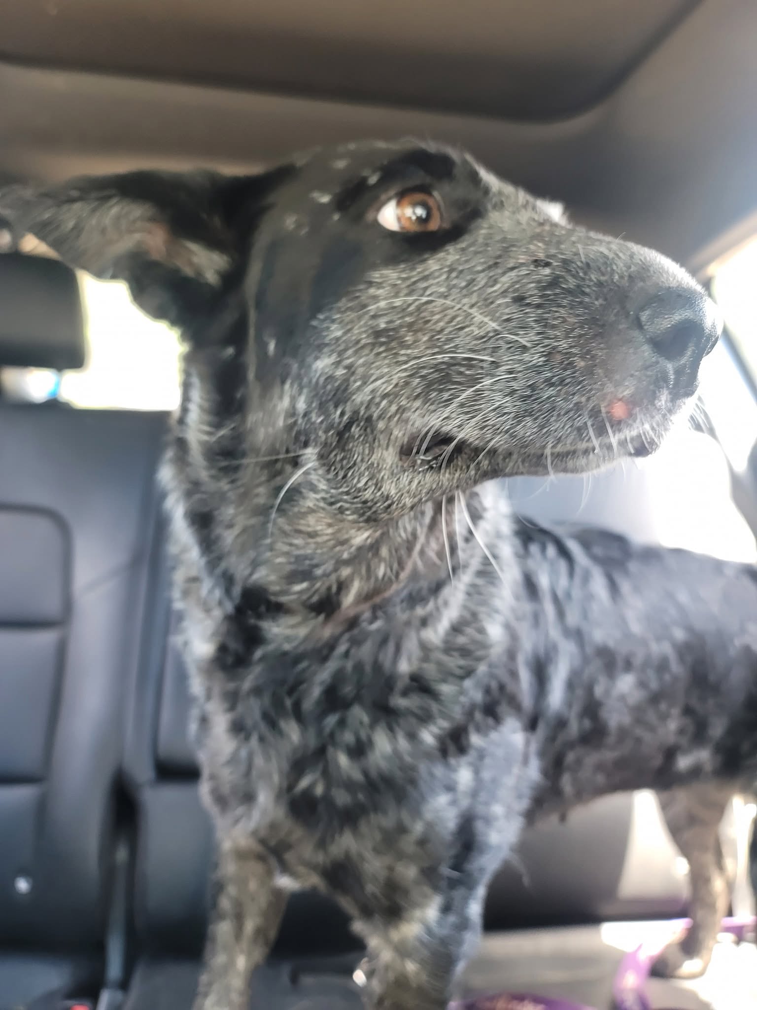 A senior blue heeler mix riding along, looking for his forever home